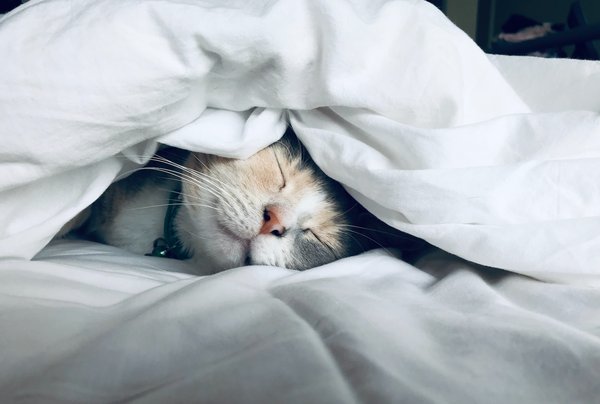 Quelles sont les raisons pour lesquelles les chats ne font que dormir ?