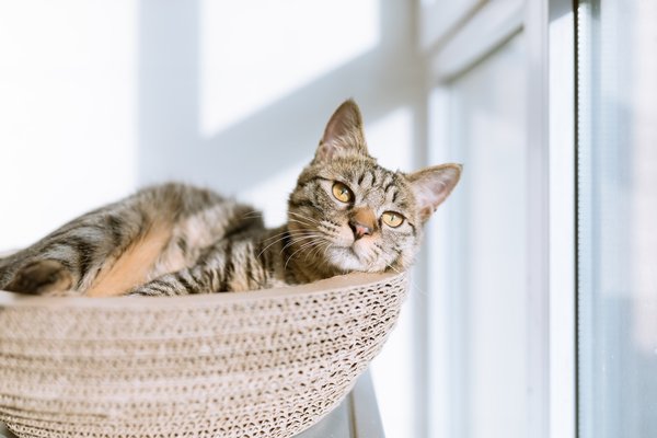 Comment laver son chat sans le stresser ?